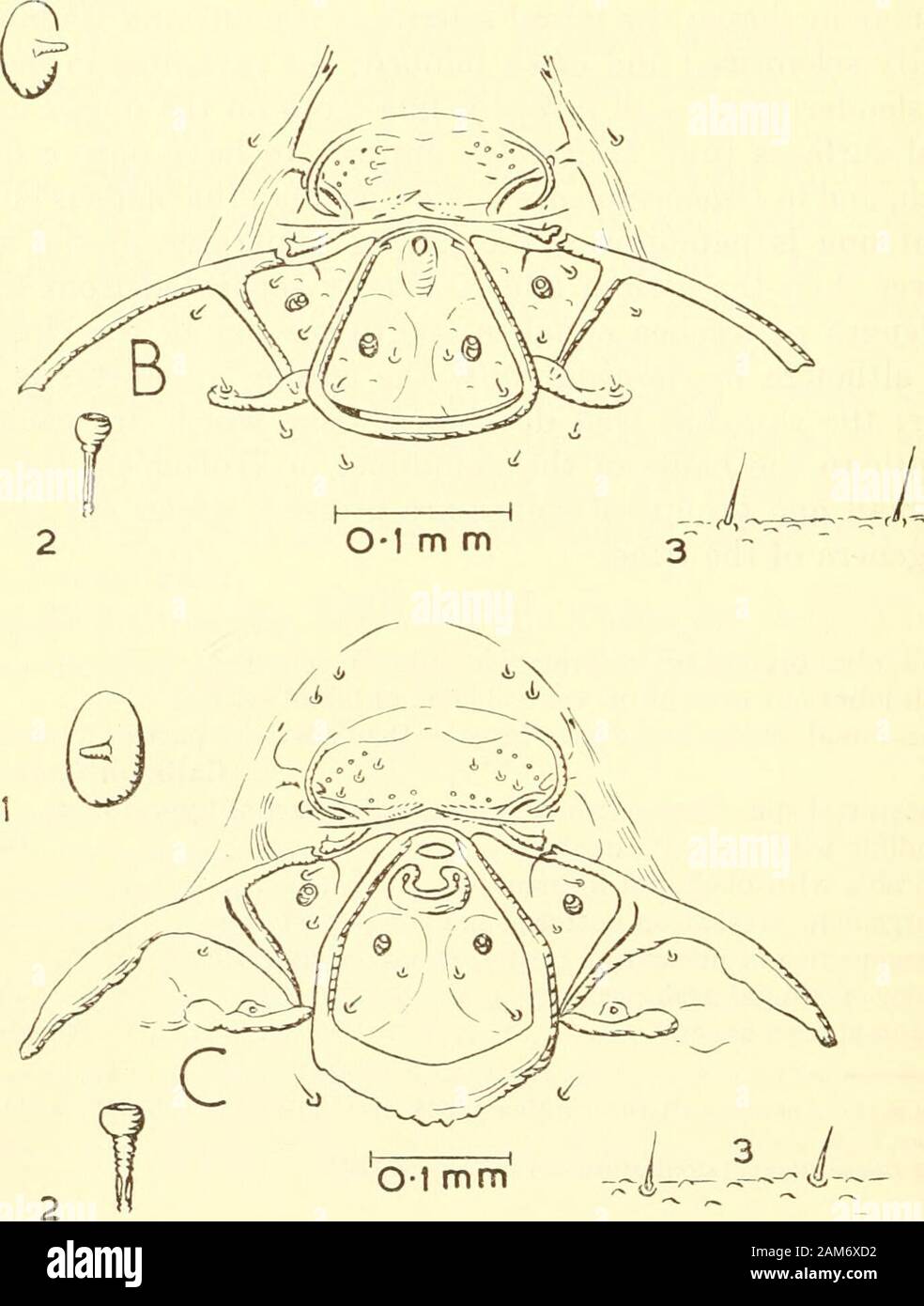 Proceedings of the United States National Museum . ,i^.^^—^-^^fi-^— Ol mm. Figure 2.—Pimplinae-.Ephialtini, head sclerites: a, Scamhus hispae (Harris); b, Alophos-ternum foliicola Cushman; c, Calliephialtes variatipes (Provancher). (1, antenna; 2,spiracle; 3, skin.) ICHNEUMONID FINAL INSTAR LARVAE—SHORT 403 Stock Photo
