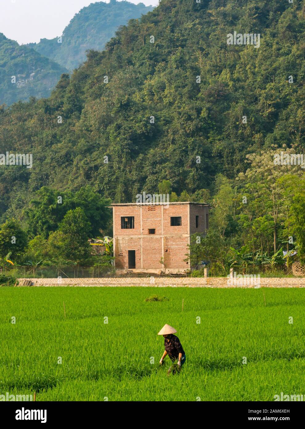 Local woman wearing conical hat working in rice paddy fields with view of limestone karst mountains, Tam Coc, Ninh Binh, Vietnam, Asia Stock Photo