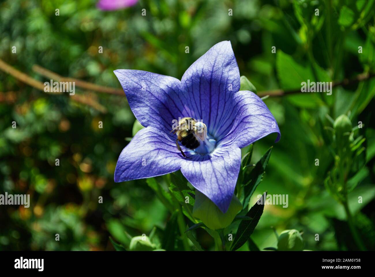 close up of a blue platycodon grandifloras aka balloon flower in the garden Stock Photo