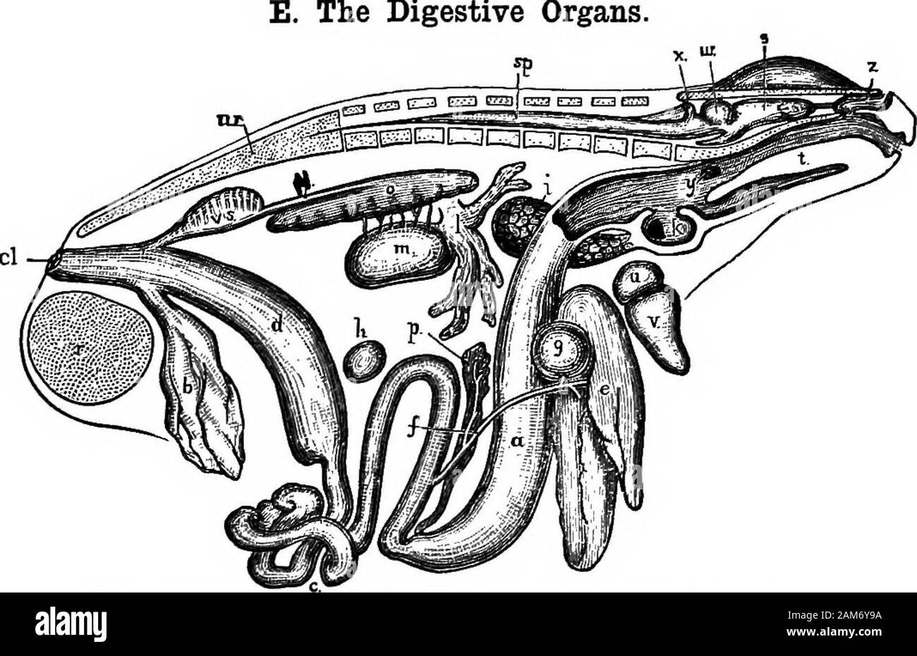 The frog: an introduction to anatomy, histology, and embryology . n ; a, ureter ; v, posterior vena cava. .6. In the female frog note, in addition to the above parts,a. The ovaries : two large bodies of irregular shape, eachconsisting of a mass of spherical black and whiteeggs, like small shot. 20 GENERAL ANATOMY OF THE EEOG b. The oviducts: two long, very much convoluted tubes withthick white walls, lying at the sides of the body cavity.7. In the male frog note, a. The testes: a pair of ovoid bodies of a pale yellowcolour, attached to the dorsal wall of the body cavity. D. The Peritoneum. Not Stock Photo