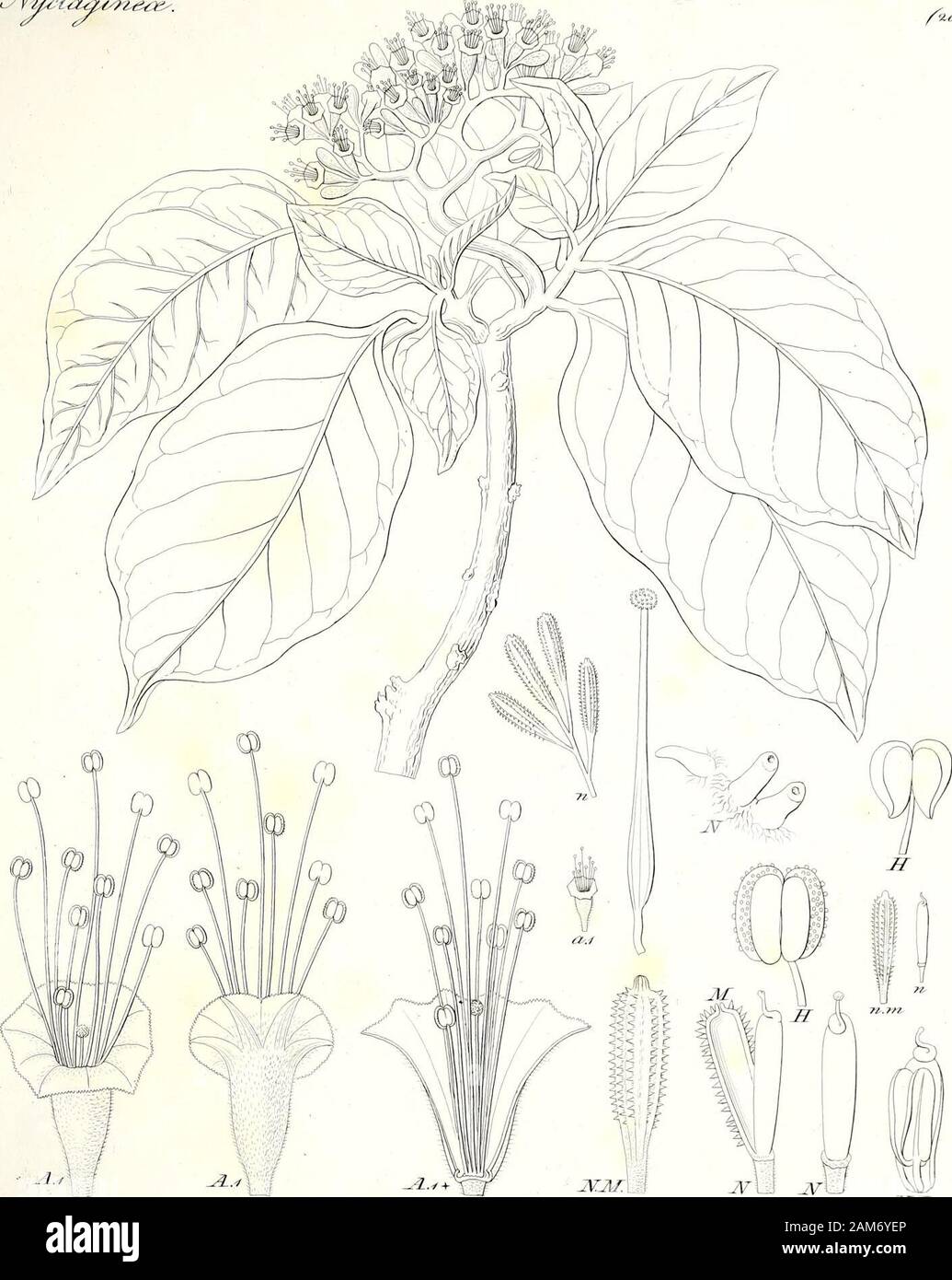 Iconographia Generum Plantarum Asytj U R Fi R Z Lt 2 G Jk F A J Lt R J Lt 2 T J Y Rrrfe M I Lt R Stock Photo Alamy