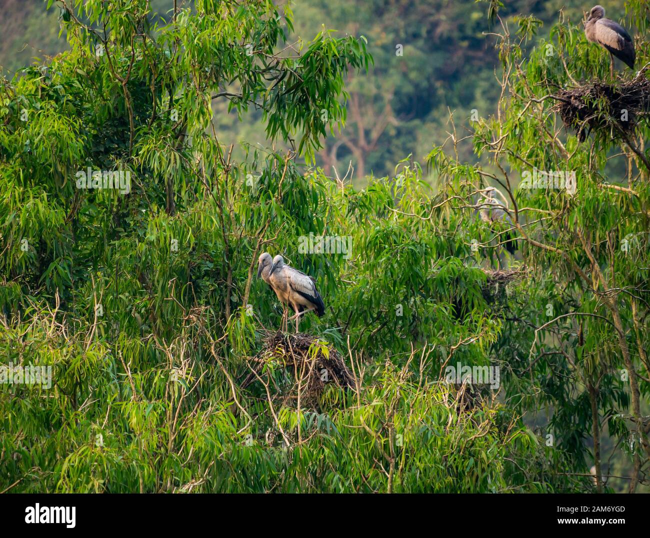 Asian openbill storks & egrets roosting in trees, Thung Nham Bird Park, Tam Coc, Ninh Binh, Vietnam Stock Photo