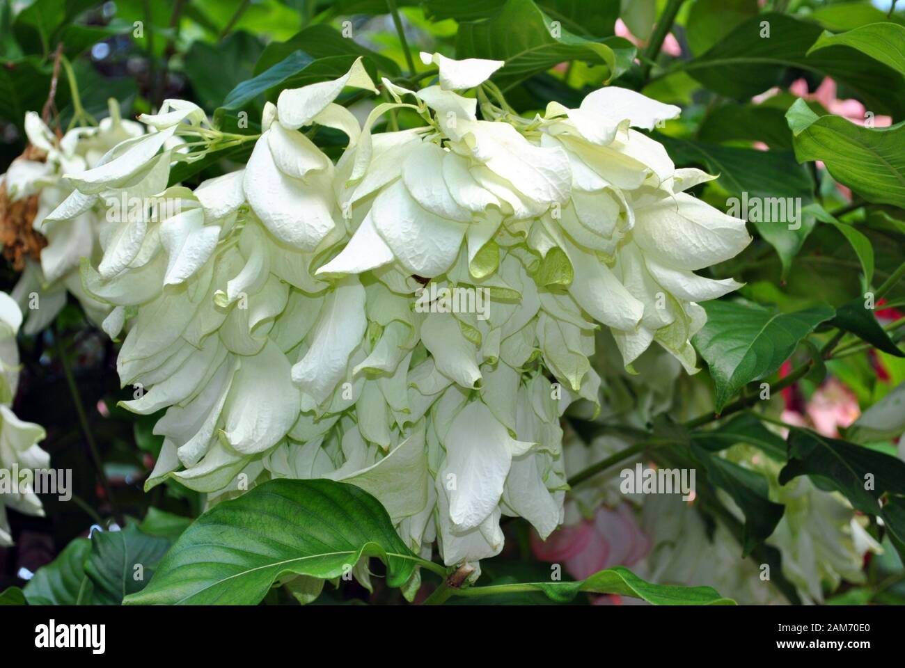 White Tropical Dogwood Latin name Mussaenda philippic Aurorae Stock Photo