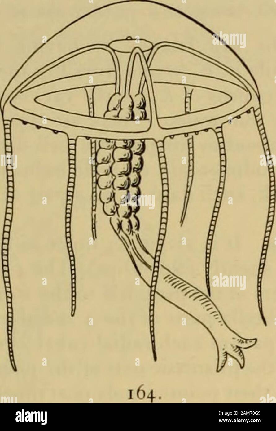 Medusae Of The World 1 Eutima Elephas Mature Female Medusa Figure 1 Marginallithocyst Figure 1 Part Of One Of The Gonads On The Peduncle Tortugas Florida May 31 1906 Fig 2 Phortis