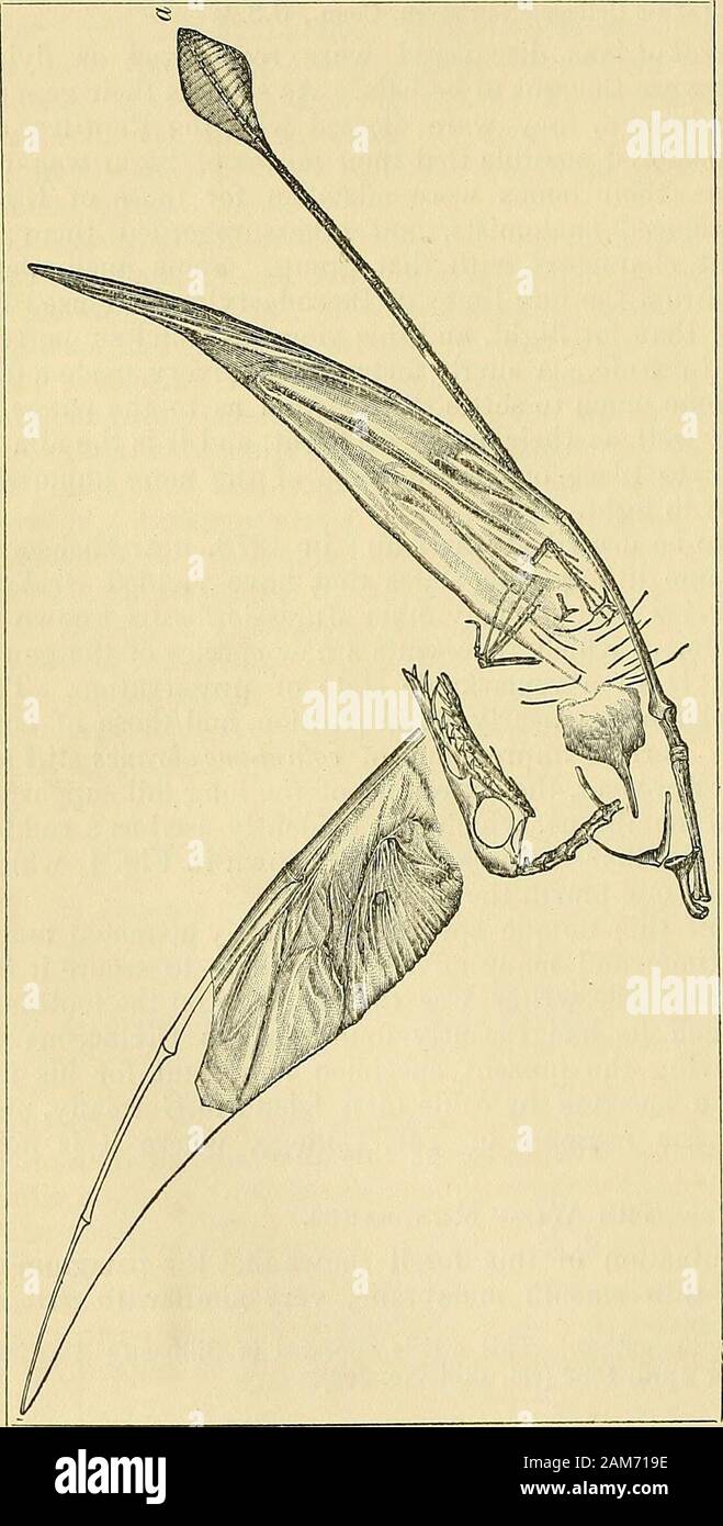 Patagium hires stock photography and images Alamy