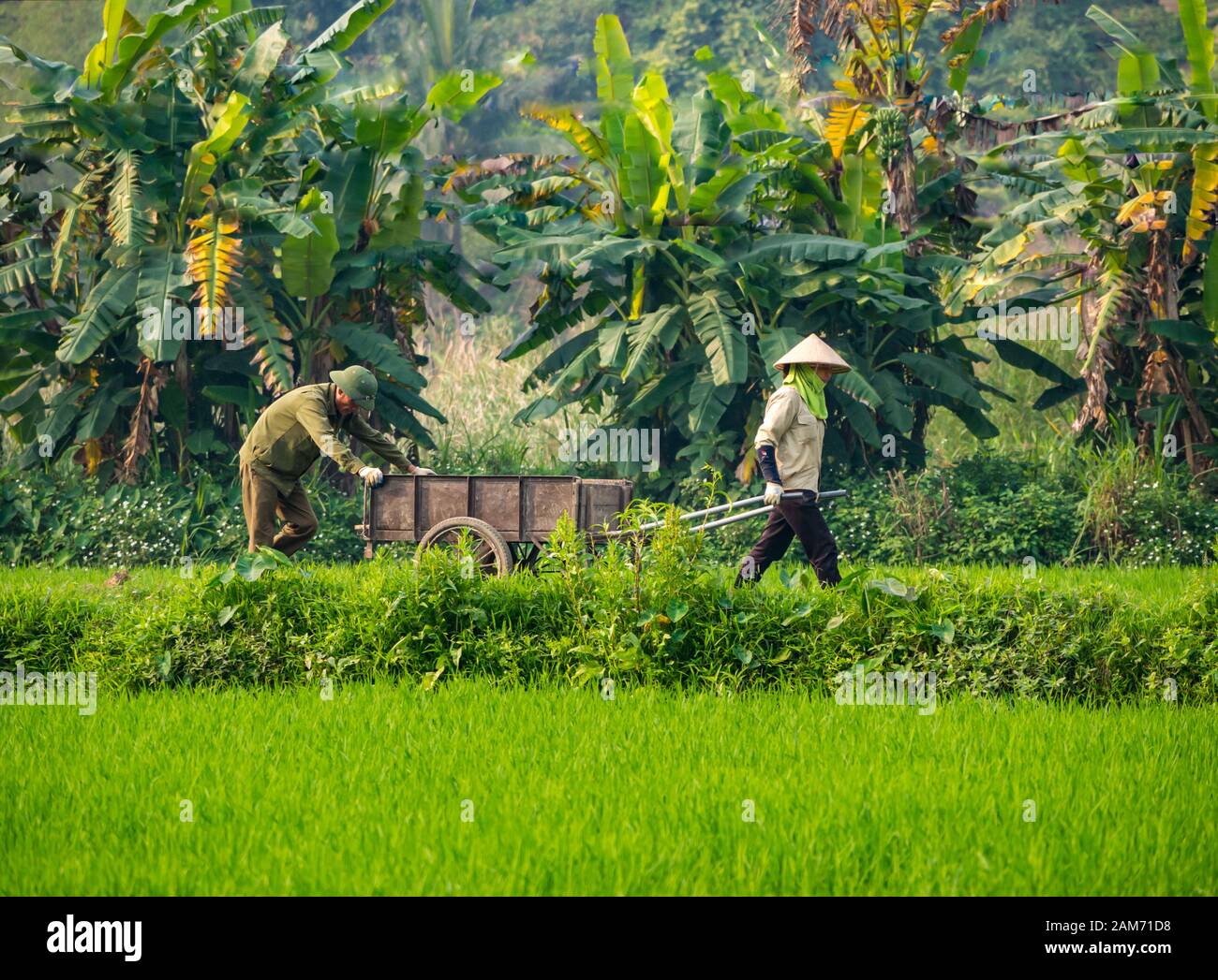 Local Asian man and woman wearing conical hat with old cart working in rice paddy field, Tam Coc, Ninh Binh, Vietnam, Asia Stock Photo