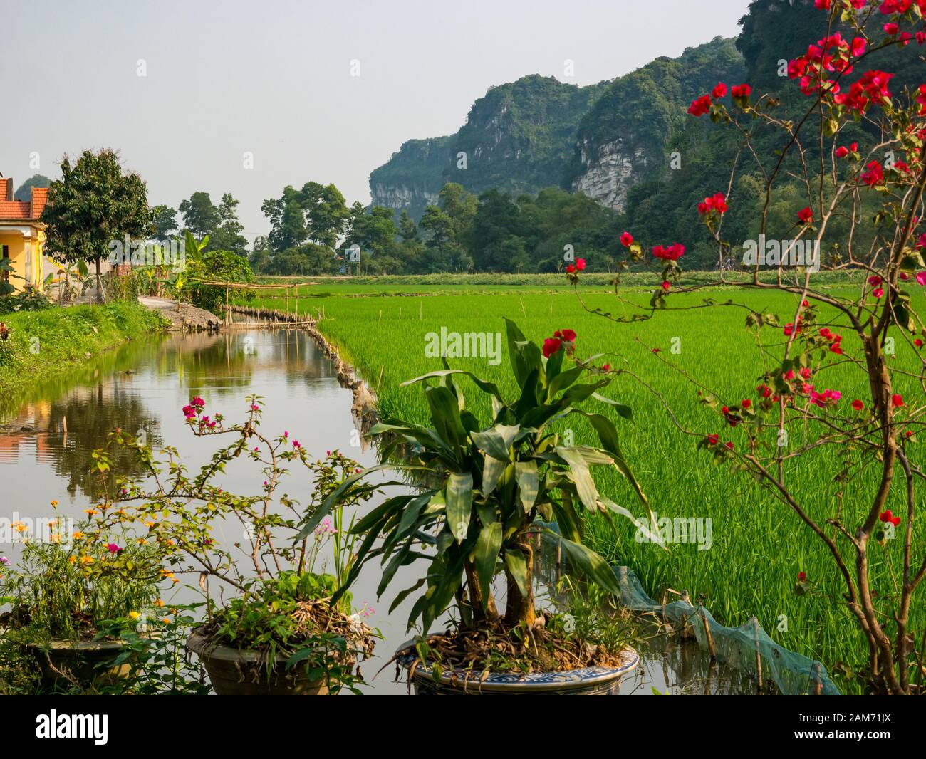 Rice paddy field with irrigation channel and limestone karst mountains, Tam Coc, Ninh Binh, Vietnam, Asia Stock Photo