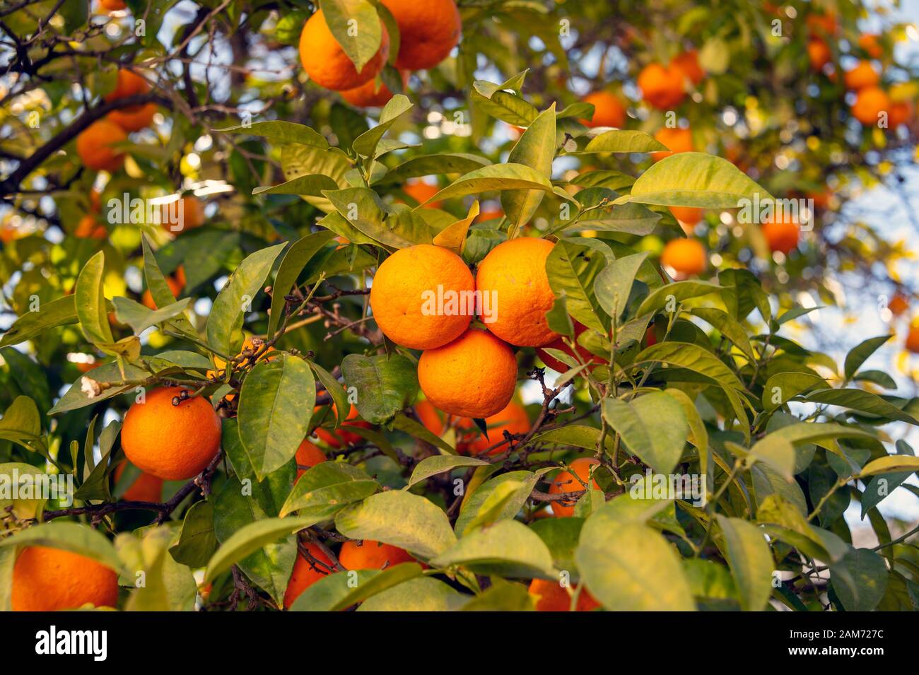 Oranges growing in a tree Stock Photo Alamy