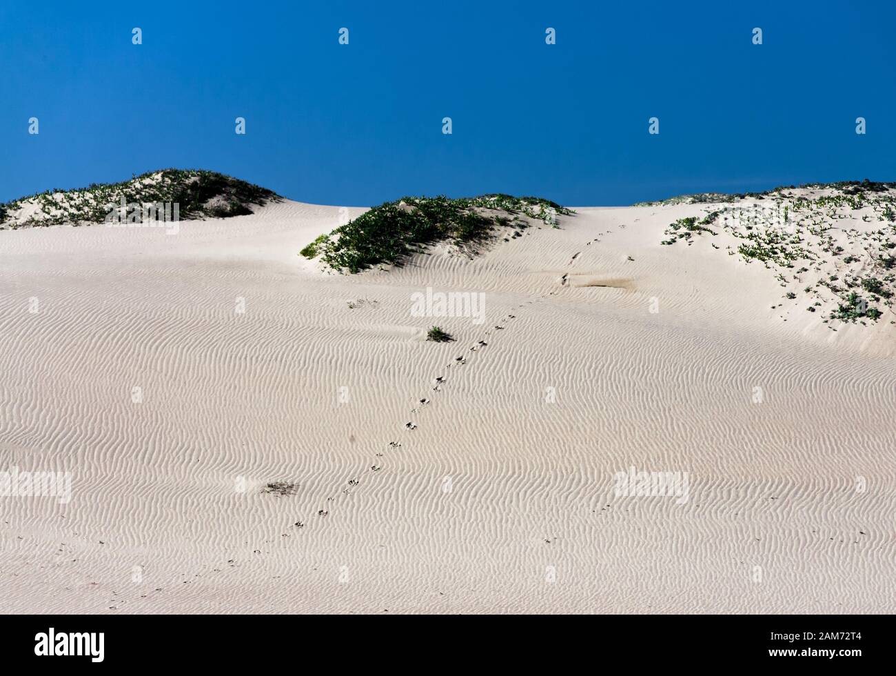 Animal tracks crossing the rippled surface of a sand dune on the California shore Stock Photo