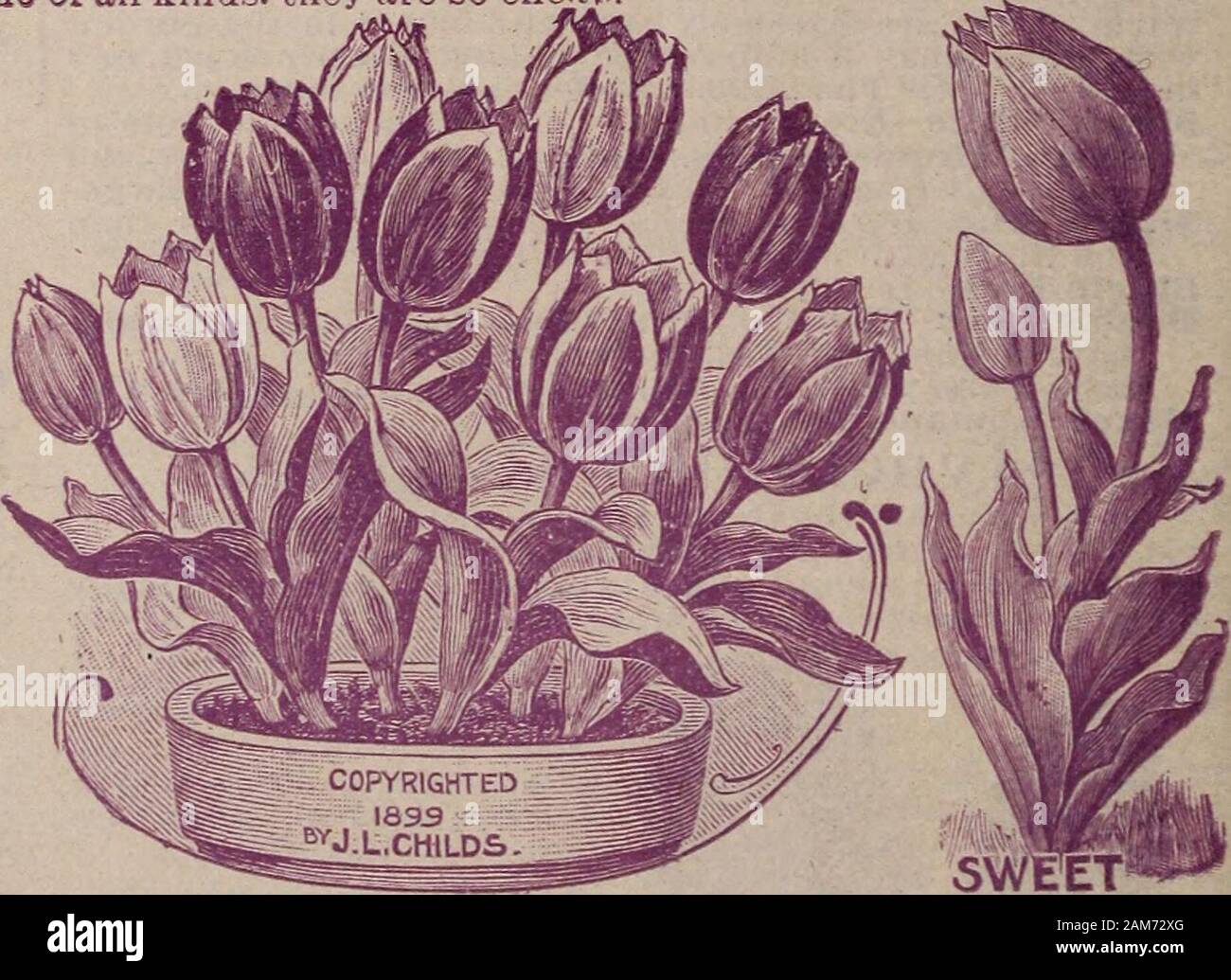 Childs' combination catalogue for 1910 : flower seeds vegetable seeds summer bulbs hardy bulbs and plants house plants shrubs new fruits and dutch or full bulbs . FINF, DOUBLE TTJXIPS. Alba Maxima—Enormous flowers, perfectly double, like aPeony, pure white in color, with delicate shadowy tingeof soft pink. Exceedingly fine. Count de Leicester—Another very distinct and finely color-ed sort. Light orange feathered yellow. Mariage de Ma Fille - Immense flower of the most perfectshape and superb coloring. Carmine-red, banded, strip-ed, flaked and feathered with pure white. Murillo Large, graceful Stock Photo
