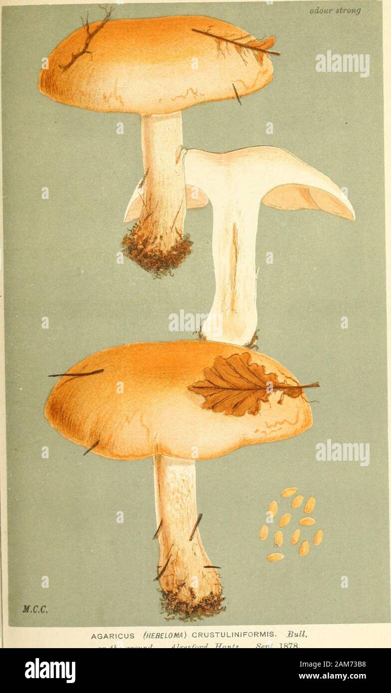 Illustrations of British Fungi (Hymenomycetes), to serve as an atlas to the 'Handbook of British Fungi' . J2X7 AGARICUS (HEBELOMA) SINAPIZANS. Friex.on tliK iirumid. MaUixhall. Oat., 1883. J DER^^|N: PL. 507. //?fC. AGARICUS (HEBELOMA) CRUSTULINIFORMIS. £ull.on the ground. Alresford, Hants. Sept. 1878. DERMINI. PL. 414. viscid ^i- Stock Photo