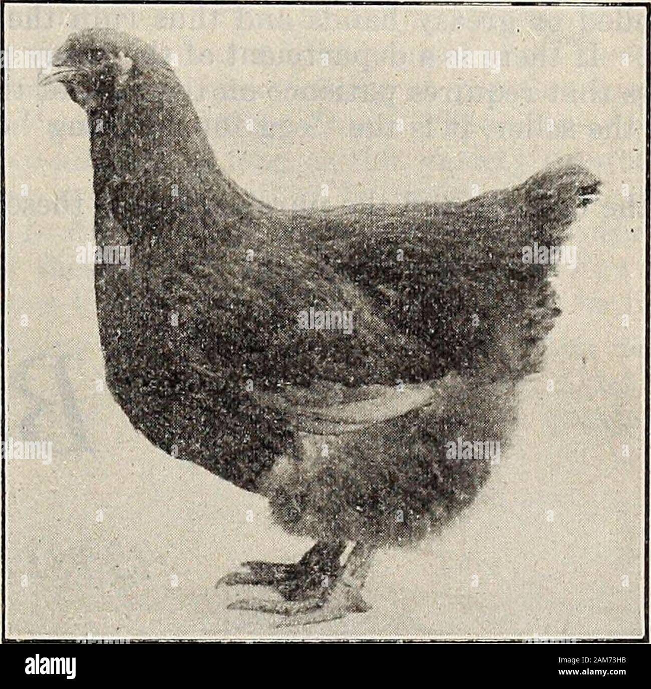 Poultry fancier . Columbian Wyandotte Female, a studyin wing color. Owned  and bred by Co-lumbia Farm, J. K. Clemmer, Prop.,Souderton, Pa. louse in  its turn does what it can to eliminate race