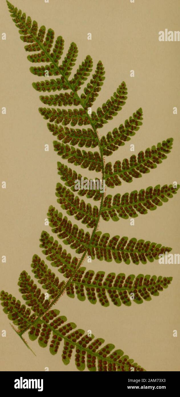Ferns: British and exotic.. . idea,Chrysopteris peltidea,Polypodium phymatodes,Pleopeltis latifolia,Drynaria latifolia. J. Smith.Link. SCHKUHE, {not of LlNN^US.) loddiges.Fee.? Polypodium—Polypody. Peltideum—Target-like. In the Section Drynaria of Authors. Another interesting Drynaria, with bright shining fronds. An evergreen stove species. Native of the East Indies. Introduced into England in 1823. Fronds pinnatifid, somewhat cuneate in form. Segmentsnarrowing to the apex, but not sharp-pointed. The stipesand rachis reddish brown. In a frond twelve inches in length,seven and a half inches are Stock Photo