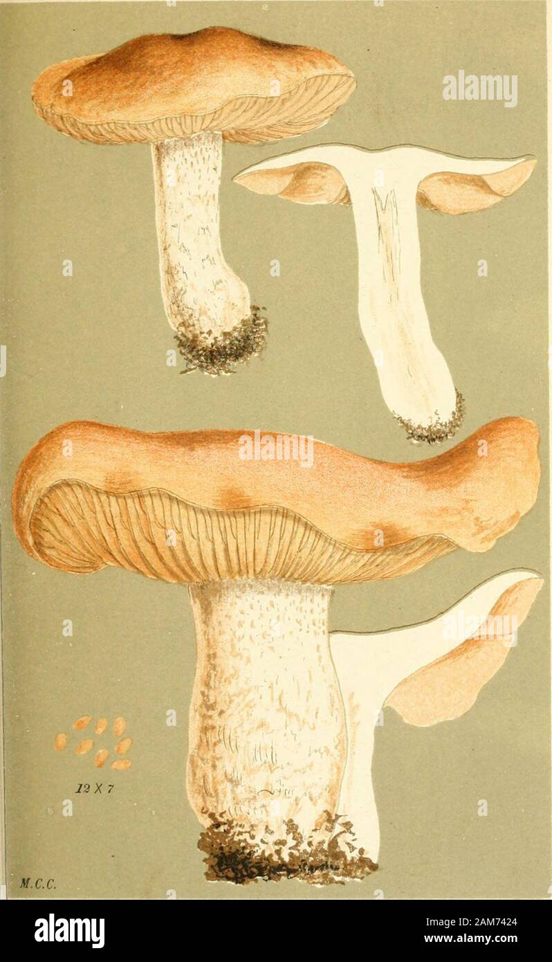 Illustrations of British Fungi (Hymenomycetes), to serve as an atlas to the 'Handbook of British Fungi' . J2X7 AGARICUS (HEBELOMA) SINAPIZANS. Friex.on tliK iirumid. MaUixhall. Oat., 1883. J DER^^|N: PL. 507. //?fCillustrationsofb04cookuoft Stock Photo