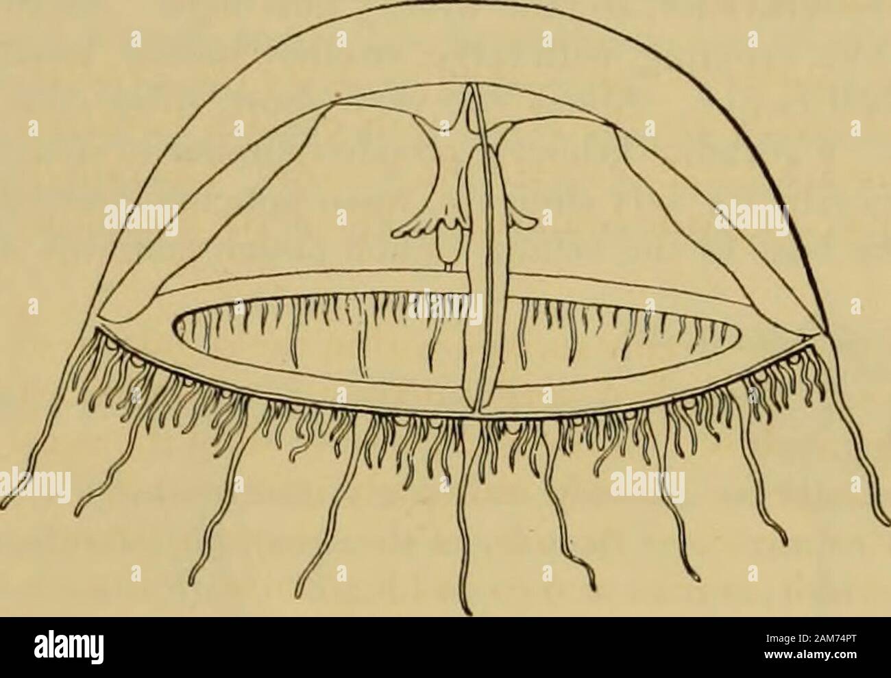 Medusae of the world . s upon thebell margin, 2 between each successive ...
