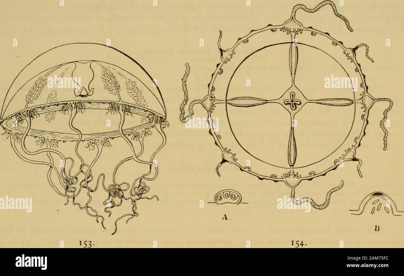 Medusae of the world . little distance above the upper nerve-ring, and their cores consist of entodermal cells which aredirectly continuous with the entoderm of the circular canal (see Maas, 1893, p. 58, taf. 6, fig. 5). Mitrocoma is distinguished from Tiaropsis by the absence of ocelli in the entoderm of thecircular canal. Also in Tiaropsis there are no cirri. Mitrocoma is a good connecting link between the Eucopidae and the Thaumantiada?, for itpossesses marginal cirri similar in structure to those of the Thaumantiadae, while the presence otlithocysts places it among the Eucopidae. Metschnik Stock Photo