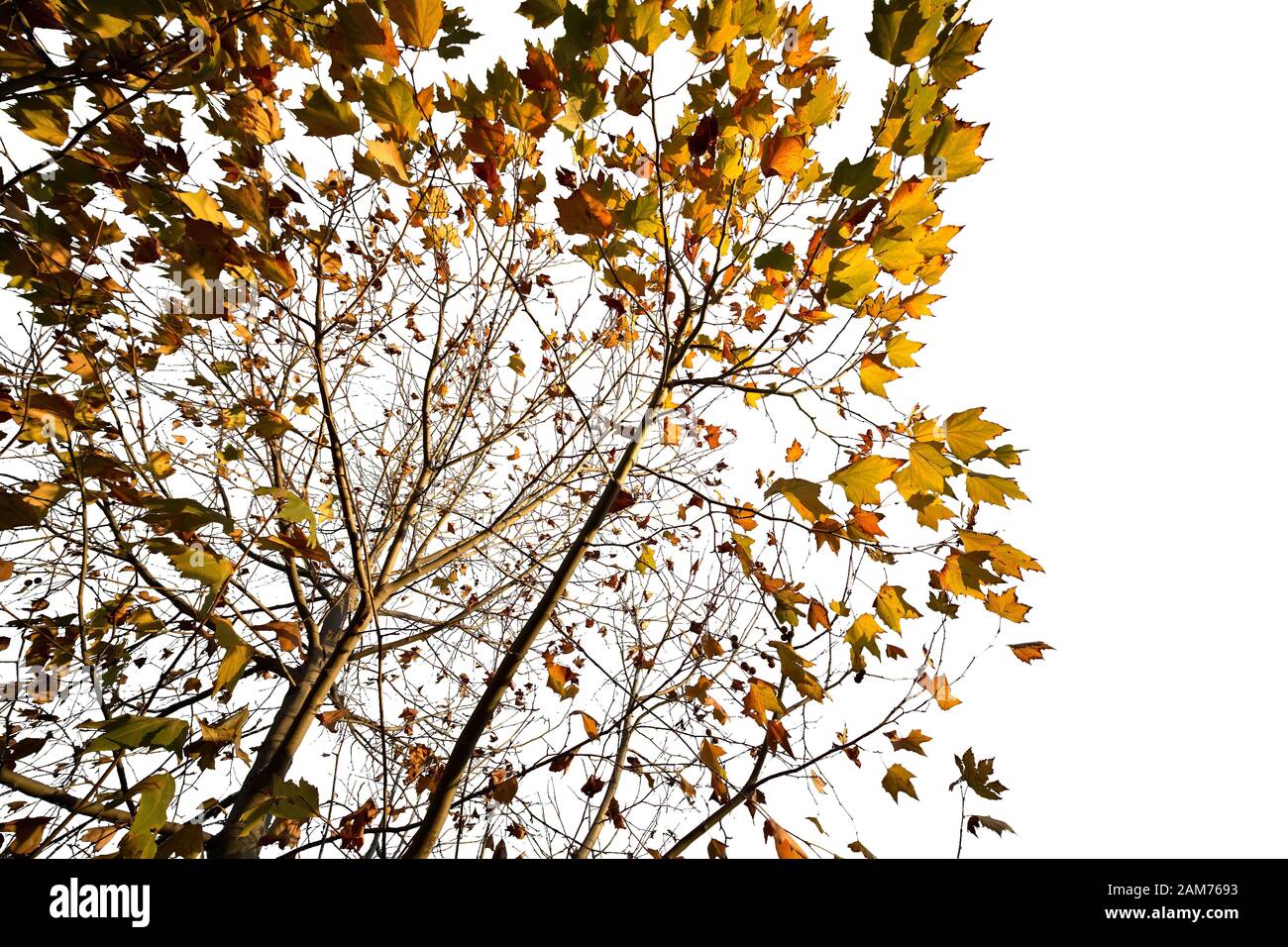 Maple tree isolated on a white background. Stock Photo