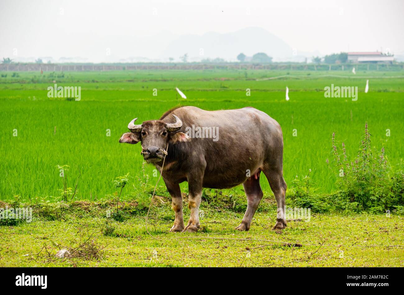 Water buffalo, Bubalus bubalis, tied up in field with rice paddy fields, Dong Tham, Ninh Binh, Vietnam, Asia Stock Photo