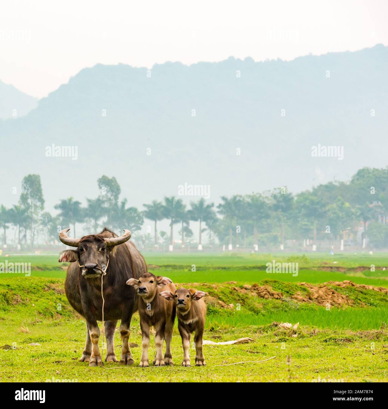 Female water buffalo, Bubalus bubalis, and calves in field, Dong Tham, Ninh Binh, Vietnam, Asia Stock Photo
