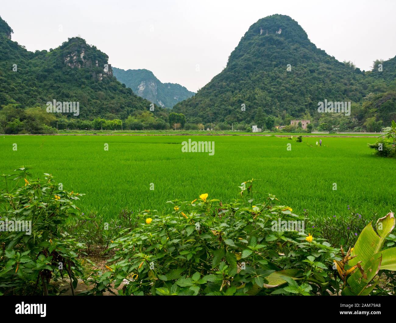 View of limestone karst mountains across rice paddy fields, Tam Coc, Ninh Binh, Vietnam, Asia Stock Photo