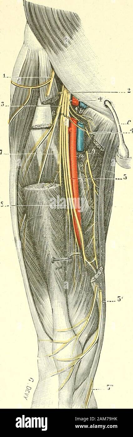 Traité d'anatomie humaine . Mais tandis Cfue le saphène, nerfsensitif,  gagne le cote interne du genou, lerameau du vaste interne, nerf moteur,  seperd dans le muscle vaste interne au voi-sinage de lanneau