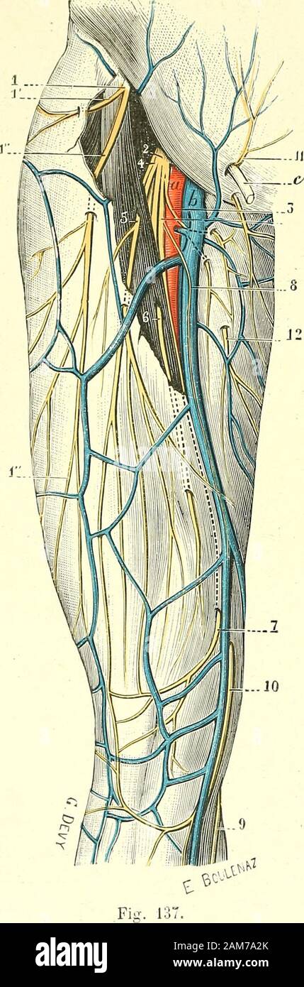 Traité d'anatomie humaine . sent de la façon suivante.— Deux de ces  branches occupent un planantérieur, ce sont : en dehors, le nerf  musculo-cutané externe ; en dedans, le nerf musculo-cutané interne. —