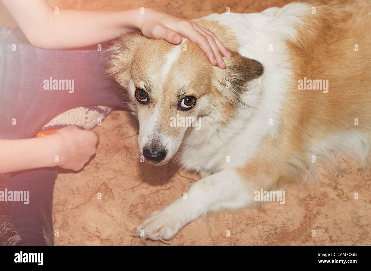 Children's hands are stroking a happy young dog. Selective focus Stock Photo