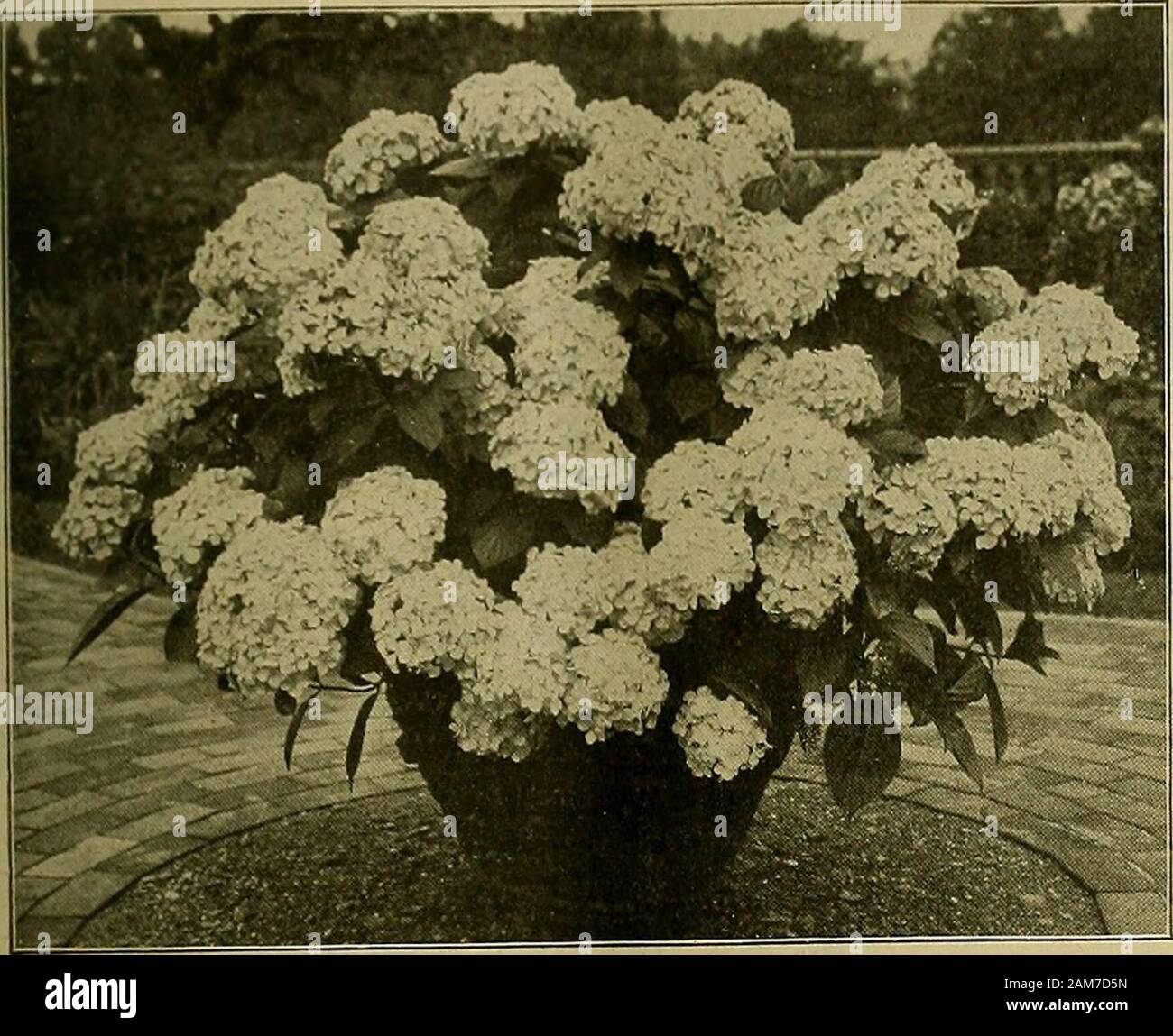 Violeti hires stock photography and images Alamy