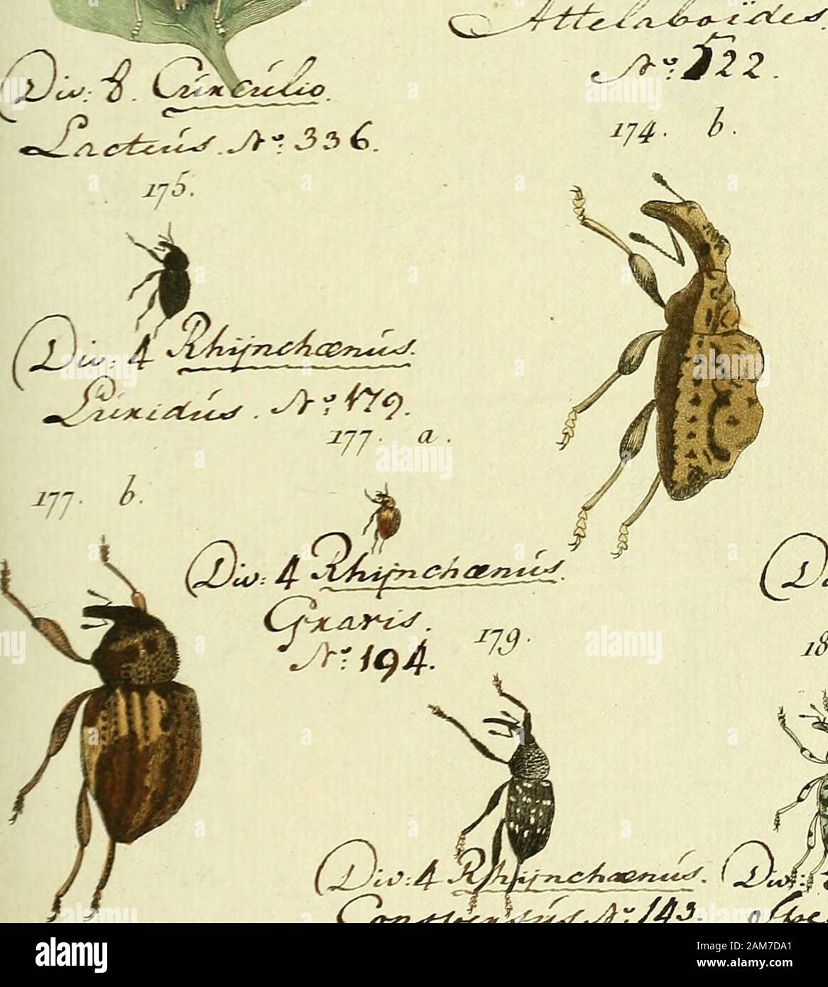 Entomologie, ou, Histoire naturelle des insectes : avec leurs caractères génériques et spécifiques, leur description, leur synonymie, et leur enluminée . ij4 a .r (jji^-à- ^^^^ ^^. lyy.. Stock Photo