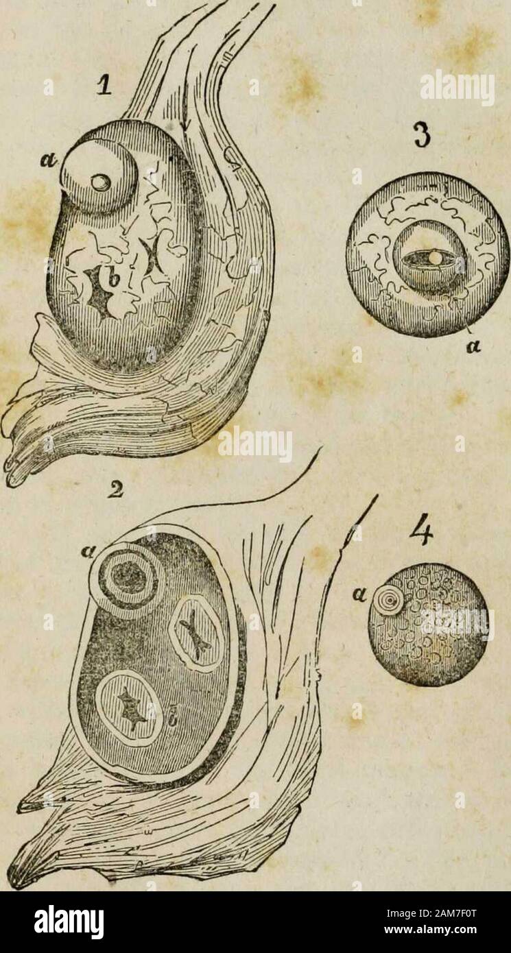 The male generative organs in health and disease, from infancy to old ...