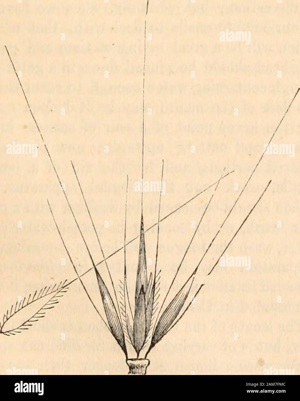 Hardwicke's science-gossip : an illustrated medium of interchange and gossip for students and lovers of nature . Fig. 201. Wall Barley(Hordeum murinum). either of the preceding,. Fig. 202. Glumes and awns of Wall Barley. known at a glance by its somewhat glaucous hue and its spreading awns, which latter peculiaritygives it a light and feathery appearance (fig. 204). The awns are about twice as long as the glumes(fig. 205). The outer glume or awn of the external Stock Photo