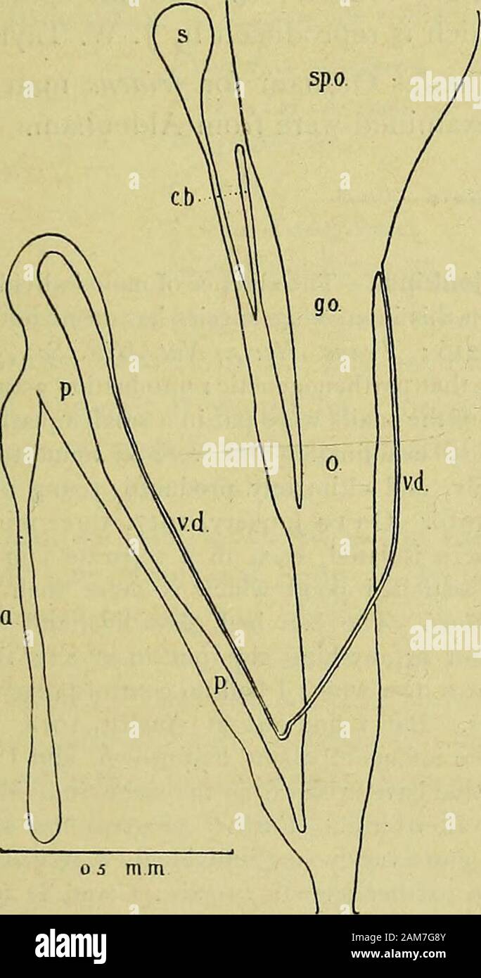 Journal of conchology . form Planorbis carinatus Miiller.—In a backwater of the Trentand Mersey Canal, near Consall Mill, Staffordshire, a very scalariform example ofPlatiofbis caiinatus, young, was taken on June 1st, 1918. In addition to the fol-lowing species :—PI. carinatus Miiller, PI. corneiis Linne, PL vortex Linne,I.immra stagnalis Linne, Acroloxus lacustris Linne, and Valvata piscinalis Miiller,all of which were present in great numbers on the reeds, an unusually large formof Physa fontinalis Linne was also taken in some abundance.—W. E. Alkins{Read before the Society, June 12th, 1918) Stock Photo
