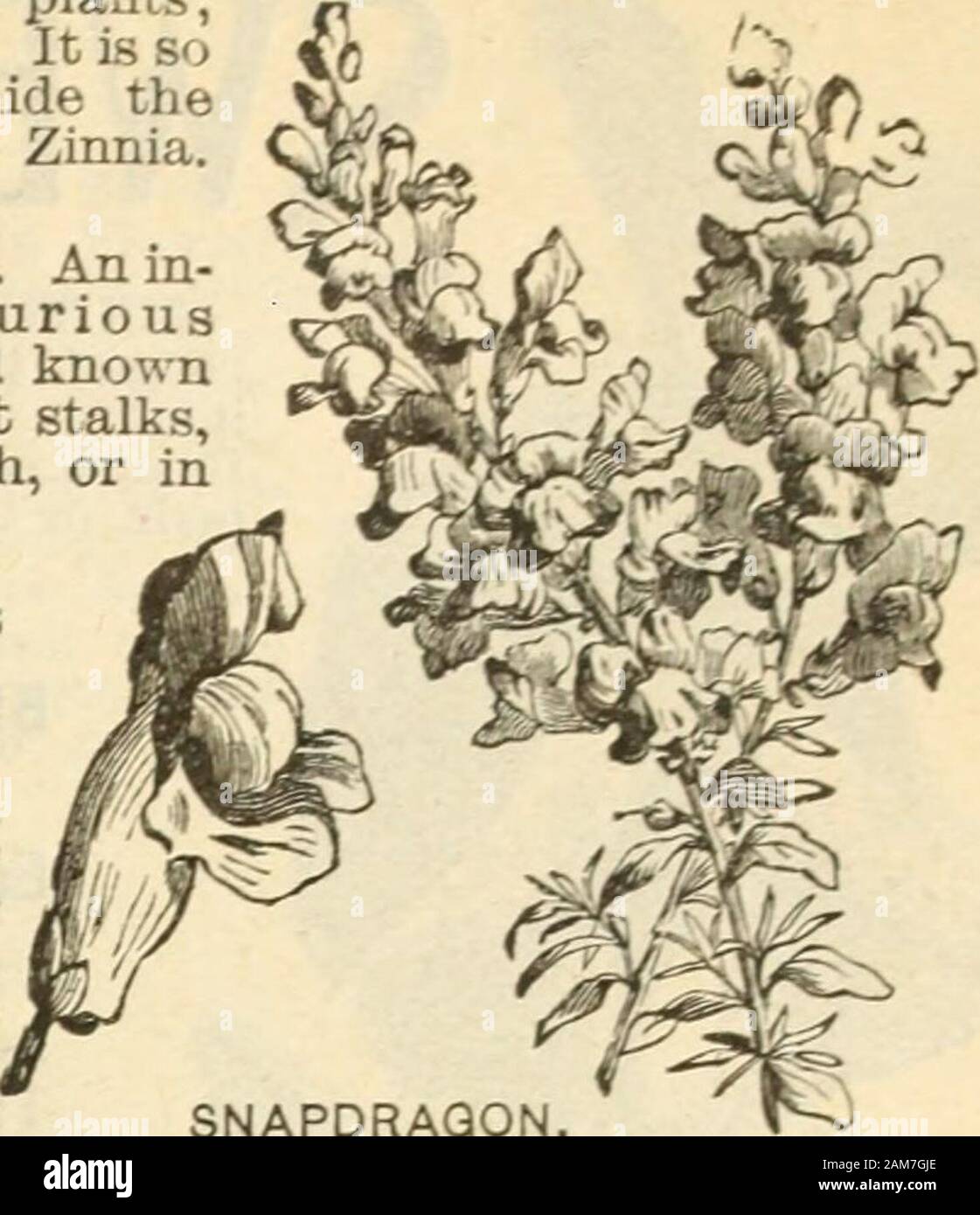 Seed annual, 1899 . SNAPDRAGON (See Linum). Snapdragon Stocks