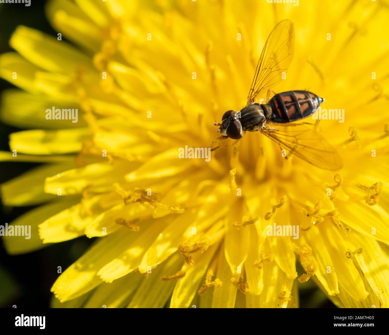 Calligrapher Fly (Toxomerus marginatus) - Hall County, Georgia. Calligrapher fly feeding on a dandelion bloom in late December. Calligrapher Fly (Toxo Stock Photo