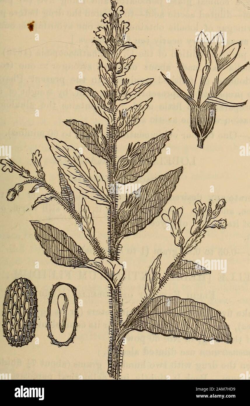 A companion to the United States pharmacopia; . ized white paper is slowlypassed through the liquid, and then hung up to dry. Lobelia; U. S. Lobelia.Lobelia Ilerba—Indian Tobacco. Origin.—Lobelia inflata, Linn6 (Lobeliacem). Habitat.—North America. Parts used.—The official drug consists of the leaves and tops, col-lected after the seed-capsules have become inflated. Description.—See Fig. 355. The herb is pale green, has a slightodor, and a burning tobacco-like taste when chewed. The powder isvery irritating to the air-passages. Constituents.—The alkaloid lobeline is doubtless the active con-st Stock Photo
