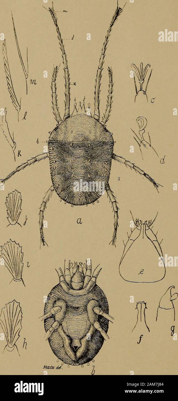 Annual report of the Regents . Fig. 36.— Dendkoleon obsoletum. 320 Forty-FOURTH Report on the State Museum much like M. pantherinus Fabr. {ocellatus Borsch) from Europe. Thelarva lives on trees — described and raised by F. Brauer. Another example of D. ohsoletum was taken by a lady at Palenville,N. Y., Catskill mountains, on August 6th, 1884, and I have also receivedit, in two examples, from Mr. G. F. Pierce, taken by him at SouthBritain, Conn. It is figured by Dr. Packard, in his Guide to the Studyof Insects, 1869, p. 612, fig. 604, who remarks of it: Not rare in thewarmer parts of the countr Stock Photo
