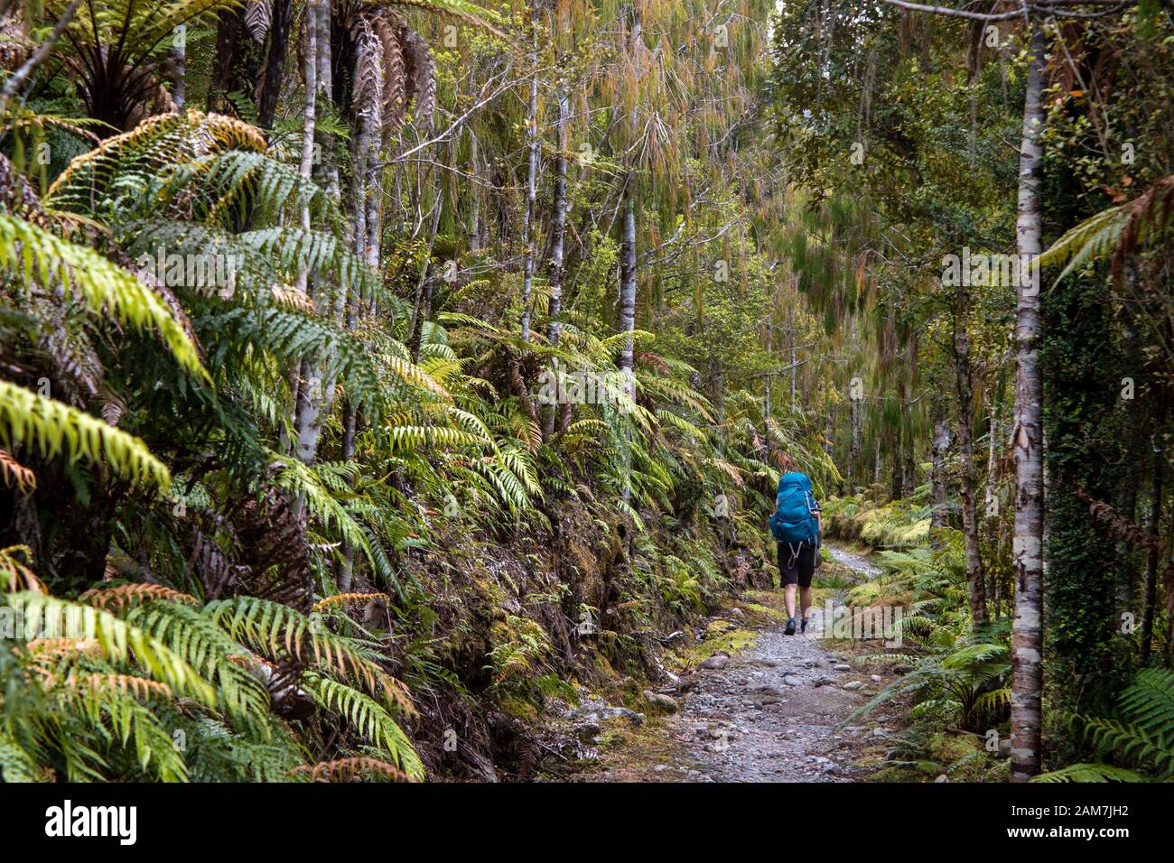 Walking the Old Ghost Road trail, Lyell to Seddonville, New Zealand