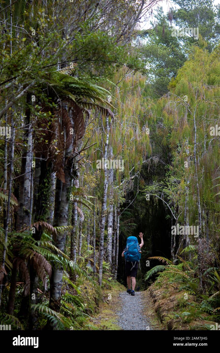 Walking the Old Ghost Road trail, Lyell to Seddonville, New Zealand