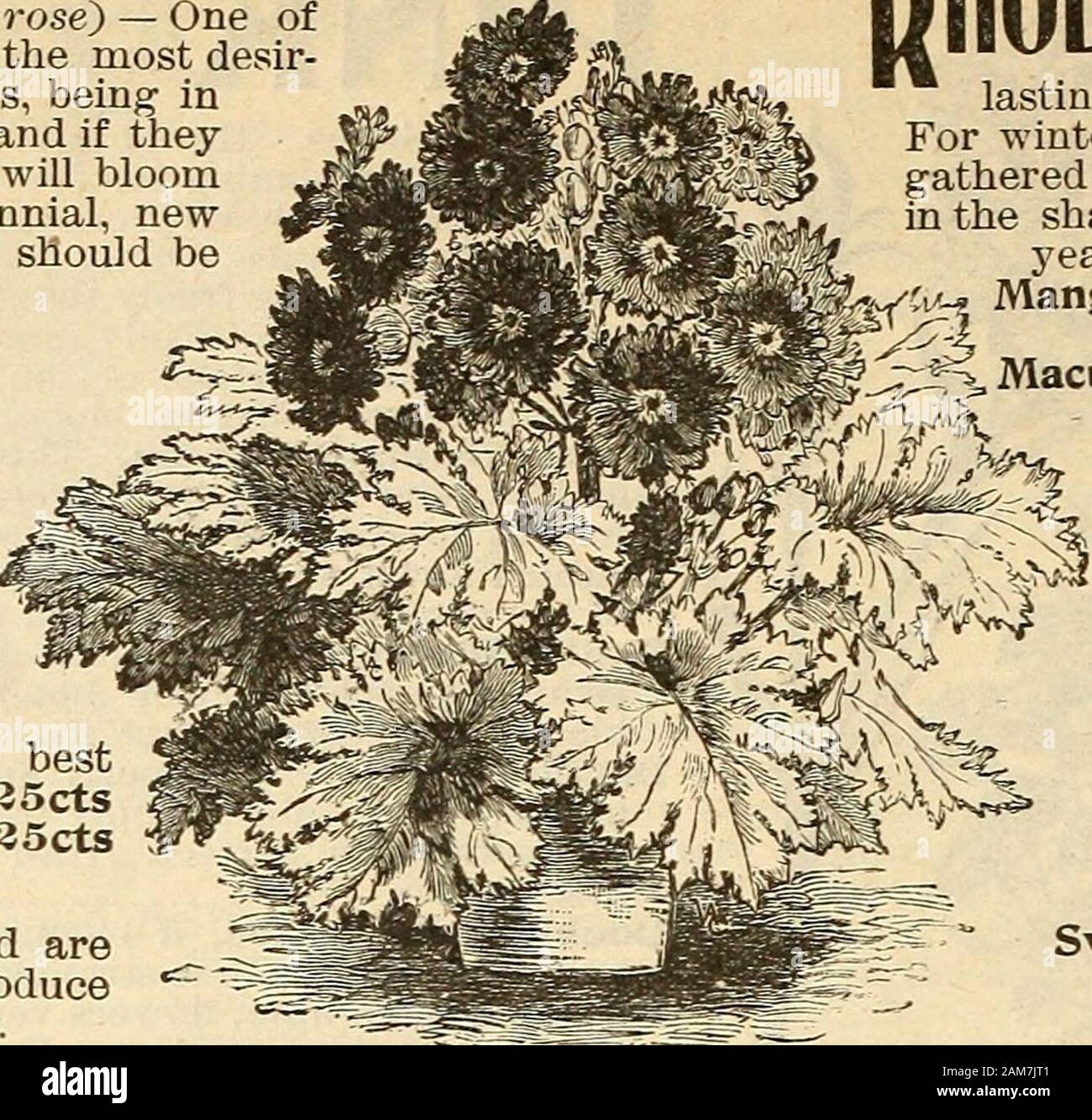 Seed annual, 1899 . MULA Coerulea, blue Pkt. 25cts Mont Blanc, white • 25cts Scarlet *« 25cts Bright Rose 35cts Alba Magnifica, white 35cts Punctata Elegantissima, flowers velvety crimson, fringed and spotted on the edge with white. Pkt. 35cts Choicest Mixed, from choicest of best fringed varieties Pkt. 35cts Choicest Fern Leaved, Mixed. 35ctsDOUBLE FRINGED PRIMULAThe following are very choice, and arehighly recommended. They will producea large percentage of double flowers. Double, Crimson Pkt. SOcts White... SOcts Red SOcts Mixed SOcts PRIMULA JAPONICA (.Japanese Primrose). The beauti-ful, l Stock Photo