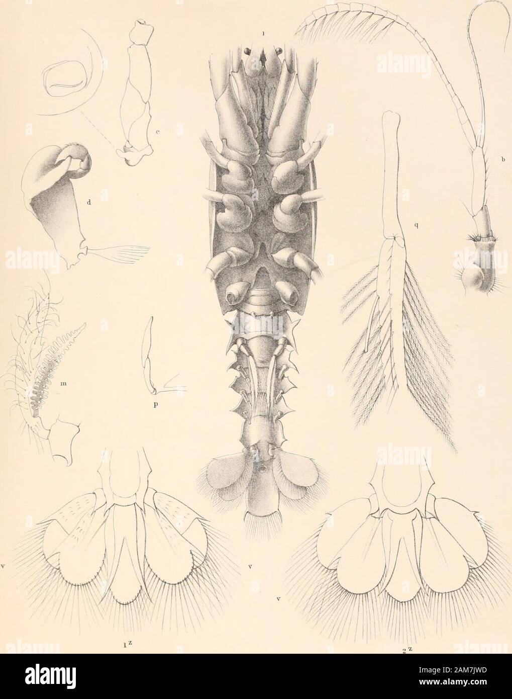 Report on the scientific results of the voyage of H.M.SChallenger during the years 1873-76 : under the command of Captain George SNares, R.N., F.R.Sand Captain Frank Turle Thomson, R.N. . PLATE XXIV. Nephropsis rosea (p. 178).Fig. 1. Ventral view; enlarged. h. First antenna. c. Peduncle of the second antenna, showing the phymacerite and diagram of its extremity. d. Siagon or mandible ; seen from within. m. Coxa of the third pereiopod, having the mastigobranchia with the podobranchial plume attached.p. First pleopod, probably of male.q. Second pleopod, with stylamblys.v.z.v. Rhipidura ; z, tels Stock Photo