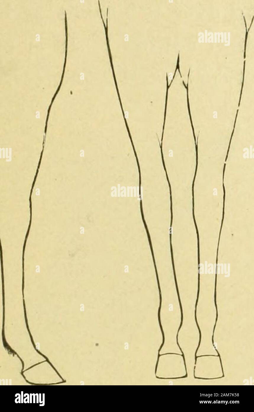 Showing too much leg