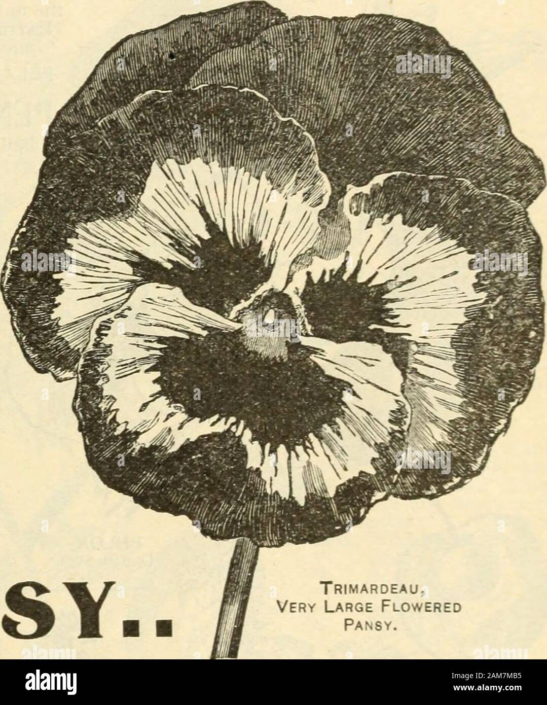 Seed annual, 1899 . ..PANSY... Trimaroeau, Very Large Flowered Pansy. These lovely flowers are favorites with all, not only for the brilliancy and variety of their colors, but for the durability of their bloom. Lord Beaconsfield, the ground color is purple violet, shading off in top petals (jnly to a whitish hue Pkt. lOcts Snow Queen, also called Snow Flake, flowers of a delicate, pure white Pkt. lOcts Emperor William, indigo, dark center ? lOcts King of the Blacks lOcts Odier, or large stained, large, each petal blotched IScts Pure Yellow • lOcts Variegated and striped lOcts White * lOcts Gol Stock Photo