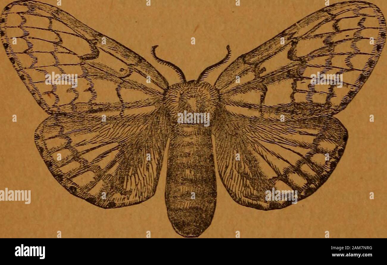 Annual report of the Regents . red by me, measure respectively inexpanse of wings, 1.60 inch, and 2.25 inches.. While the insect is still confined to three or four townships in theeastern extremity of Massachusetts, and therefore at such a distance that in a natural distri-bution it would requiremany years ere it madeits appearance in NewYork, still it is liable tobe introduced in someof its stages, withinour state at any timethrough railroad trans-portation. AttentionisFig. 26.-The female Gypsy moth, Ocneeia dispar, therefore invited to theabove figures of the moth, that it may be recognized, Stock Photo