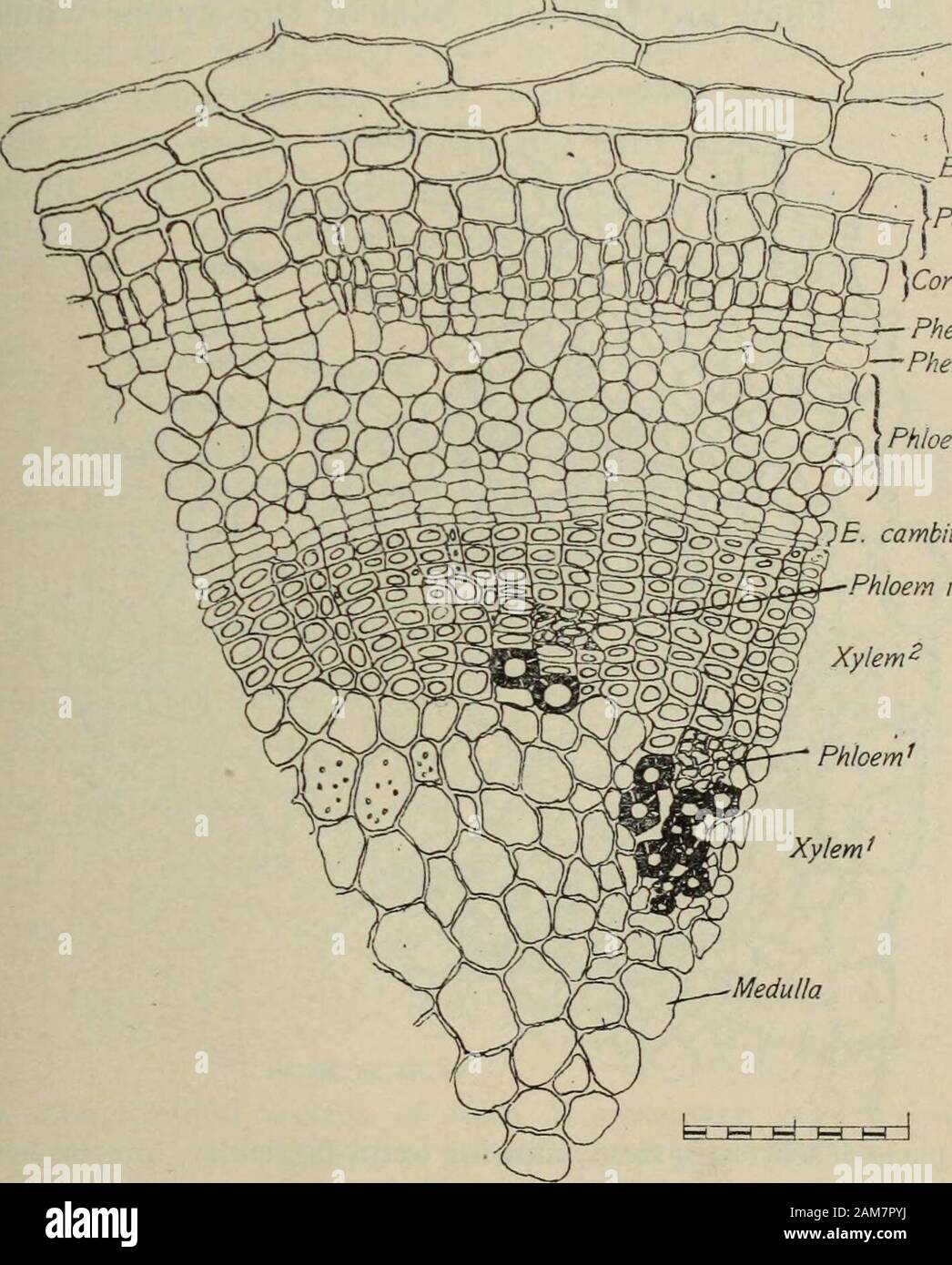 Transactions of the Royal Society of New Zealand . Cork cells. =*— Phellogeh-J:—Phelloderm Phloem2- E. cambium Phloem island. Fig. 6.—Transverse section of stem, showing extra-fascicular cambium ring (E. cambium). In addition to the phloem cylinder, there are phloem islands scatteredabout in the fibrous cells of the xylem, in each case lying just outside thelarge vessels, from which they are separated by only a few fibrous cells. A theory which might account for these phloem islands is this : Theformation of the large vessels consumes time ; while these are forming.the cells each side of the Stock Photo
