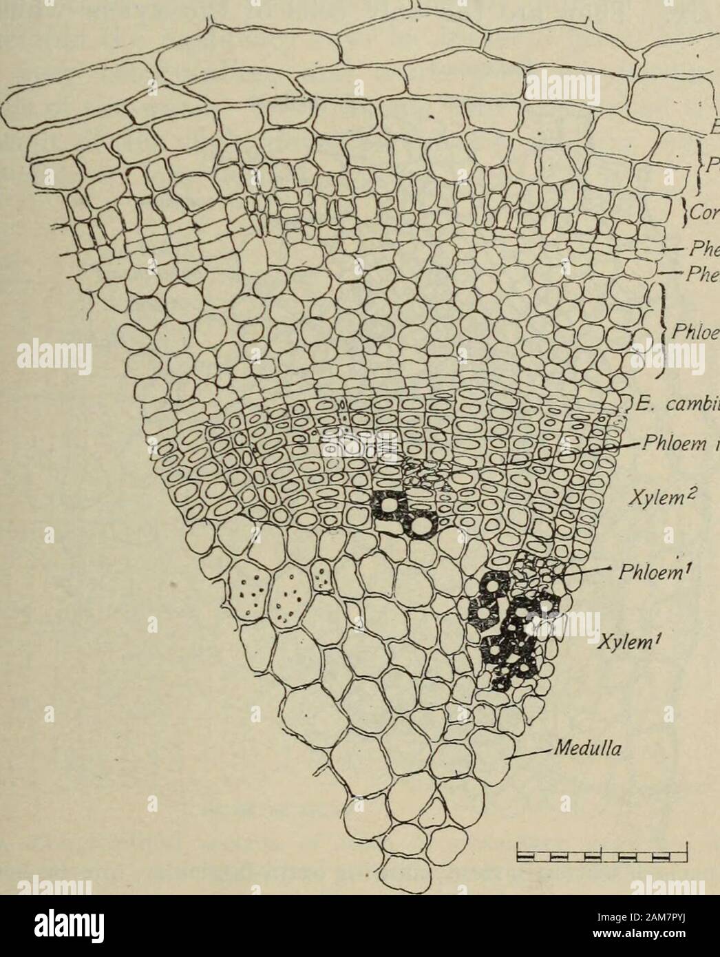 Transactions of the Royal Society of New Zealand . Cork cells. =*—  Phellogeh-J:—Phelloderm Phloem2- E. cambium Phloem island. Fig.  6.—Transverse section of stem, showing extra-fascicular cambium ring (E.  cambium). In addition to