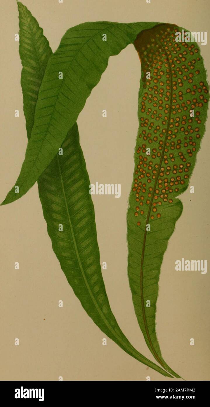 Ferns: British and exotic.. . The frond quadripinnatifid, pinna) lanceolate, pinnules linear-lanceolate, serrate, the serratures very acute. Frond membranous. 50 POLYPODIUM DIVERGENS. Rachis above furrowed, and densely pubescent. Stipes sparingly scattered with scales. Sori circular, medial; veins pinnately forked. The form of the frond is so similar to that of P. effusum,that an ordinary observer would with difficulty find out thedifierence. In P. effusum the serratures are scarcely acute. Therachis above scarcely pubescent, and the stipes, especially nearthe base, is densely covered with sca Stock Photo