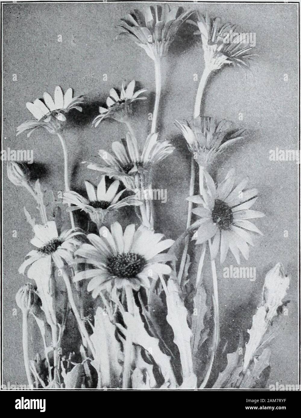 Seeds in bulk : wholesale trade list for merchants only . Qiant Creqo oh Comet (See page 8k) 36 D. M, FERRY & CO., DETROIT, MICH. { A i    Cosmos Per Oz. Per Lb.50 $15 0000 10 00 Carnation, Double Picotee fine mixed $1 Double dwarf Vienna, mixed, early flowering 1 11 Marguerite, finest mixed 75 Castor Bean, Sanguineus 10 Zanzibariensis 10 Mixed 10 Celosia cristata (Cockscomb) dwarf mixed 75 Centaurea, Marguerite, white 50 Imperialis mixed 30 Cyanus (Bachelors Button) mixed 10 Double mixed (Bachelors Button) 15 Cineraria, Maritima candidissima 20 Cobaea Scandens, violet-blue 30 Columbine (Aqui Stock Photo