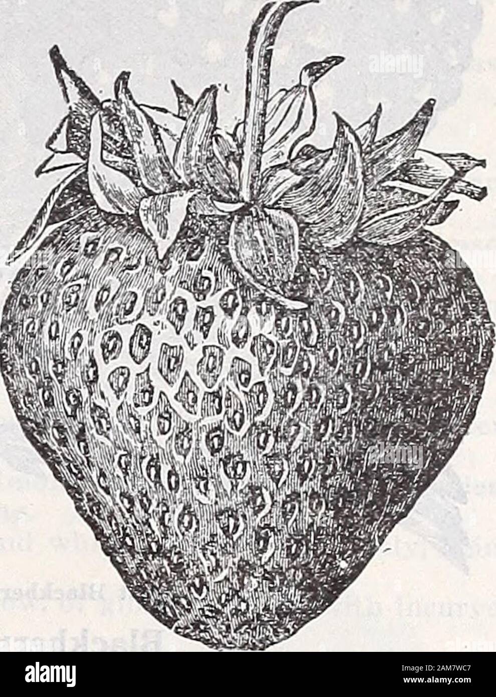 Annual catalogue of Schwill's sure seeds . Lady Corneille Strawberry. Aroma Strawberry.. Klondyke Strawberry New Strawberry, Lady Corneille—A wonderful new strawberryfrom Louisiana, ripens with Klondyke, but continues inbearing longer; berries large, rich, glossy red, slightly long,uniform in size and shape; rich, juicy, sweet and delicious.The plant is vigorous, with dark green glossy leaves, andstands drouth better than any other variety. Lady Cor-neille is a better berry than Klondyke for shipping, beinglarger, darker in color, and carries well in transit. Flowersperfect, therefore will pro Stock Photo