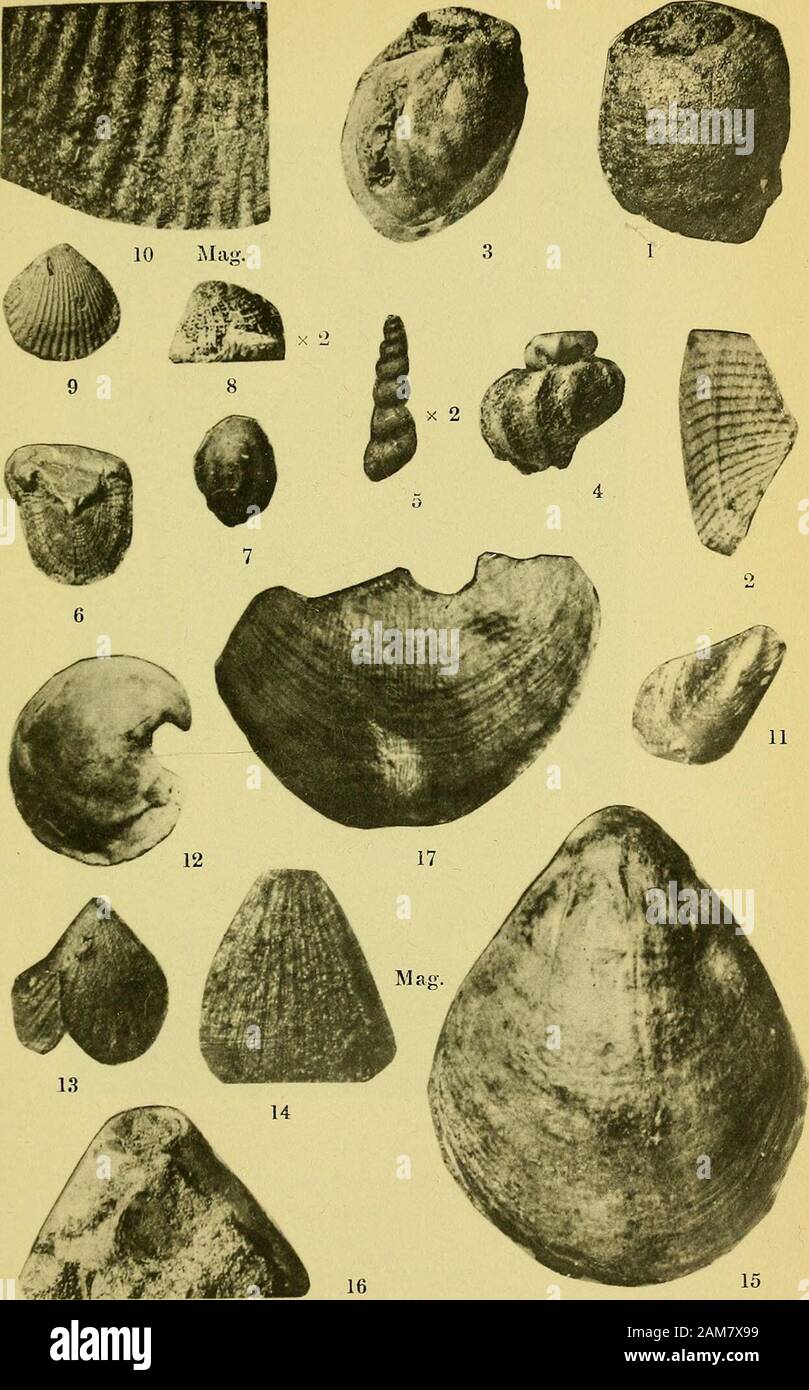 Journal of conchology . EXTINCT GASTROPODA FROM LENHAM SANDSTONE.(Figures nat. size except when otherwise specified). Journal ov Conchoi.ogy, Jui-y, 191G. Plate 4,. EXTINCT BRACHIOPODA AND EXISTING MOLLUSCA FROM LENHAM SANDSTONE. (Figures nat. size except when otherwise specified). JOPRNAI. OF CONCHOI.OGY, Voi,. 15, Nd. 9, MaV 1ST, I918. Plate 5. Orifice Inner margin Stock Photo
