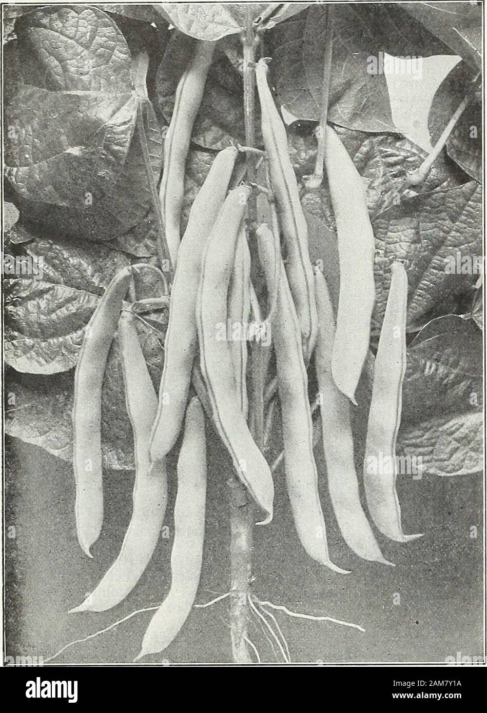 Farquhar's garden annual : 1922 . 10 R. & J. FARQUHAR COMPANY, BOSTON. VEGETABLE SEEDS. BEANS, DWARF OR BUSH. fh^oUs, (Sp). Bean, Farquhars Rustless Golden Wax. Farquhars Stringless White Wax. a large, white seeded variety, of strong growiih, remarkably free fromstring and very tender. Pt., 40 cts.; qt., 75 cts. New Kidney Wax. An early vigorous variety, bear-ing a great profusion of long and extremely succulent pods.Pt., 40 cts.; qt., 75 cts.; 4 qts., $2.75. All prices in this Catalogue are subject to change withoutnotice, owing to the fluctuations of the market. Packets of all varieties of b Stock Photo